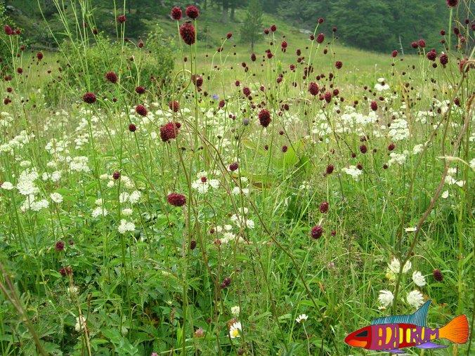 Krvavec toten (Sanguisorba officinalis) Lodyha přímá, dutá, nahoře obvykle větvená. Listy lichozpeřené, se 4 až 7 jařmy, přízemní dlouze řapíkaté.