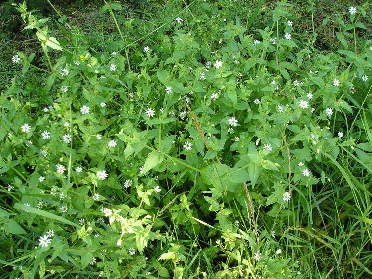 Křehkýš vodní (Myosoton aquaticum) Vytrvalá, až 120 cm vysoká bylina. Lodyha chabá, poléhavá, v uzlinách kořenující, 4hranná, jen v horní části oblá, dole lysá, v horní části chlupatá.