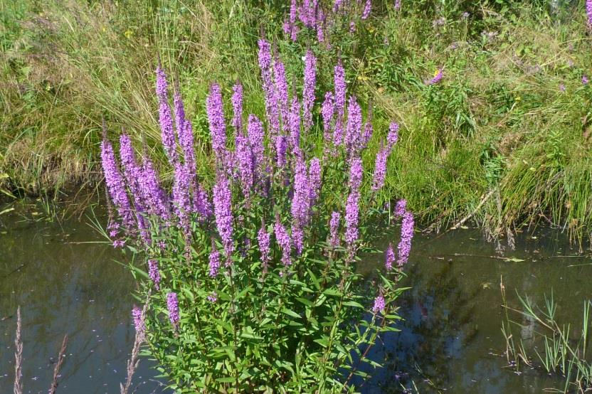 Kyprej vrbice (Lythrum salicaria) Vytrvalá, až 2 m vysoká bylina. Lodyha přímá, 4hranná, dole lysá, výše srstnatá.