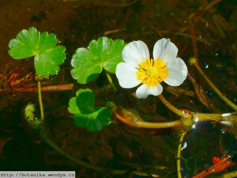 Lakušník vodní (Batrachium aquatile) Lodyha dlouhá až 200 cm, větvená, lysá. Listy dvojího typu: První jsou ponořené, niťovité, ve vodě paprskovitě rozbíhající se.