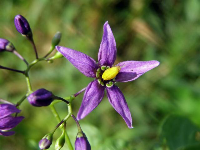 Lilek potměchuť (Solanum dulcamara) Lužní a bažinné lesy, břehy, vlhké rumiště, olšiny, rákosiny, křoviny, pole, někdy také jako epifyt v rozsochách starých vrb Vytrvalý, popínavý nebo poléhavý, 30