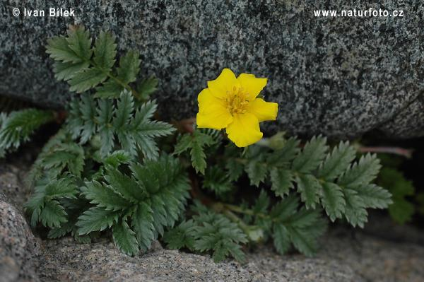 Mochna husí (Potentilla anserina) Plazivá bylina s až 80 cm dlouhými, na uzlinách kořenujícími výběžky.