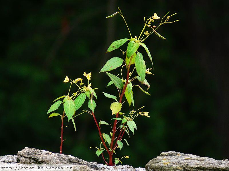 Netýkavka malokvětá (Impatiens parviflora) Břehy, lesy, lesní cesty a okraje, lesní údolí a rokle, křoviny, příkopy, rumiště, parky, hřbitovy, zahrady, přístavy, náspy. Až 100 cm vysoká bylina.