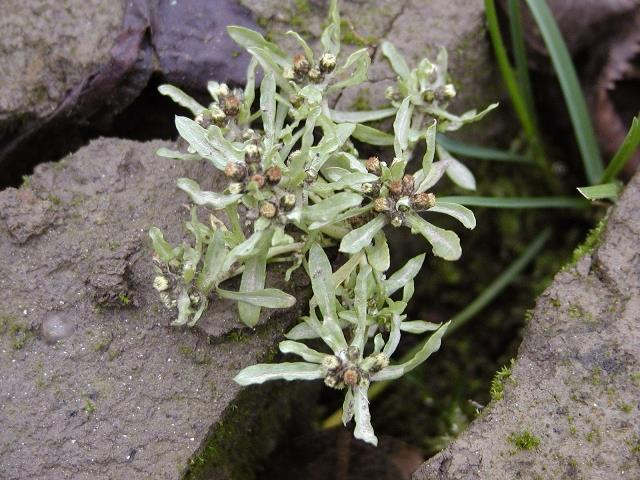 Protěž bažinná (Gnaphalium uliginosum) Jednoletá, hustě plstnatá, 5 až 20 cm vysoká bylina. Lodyha je většinou přímá nebo vystoupavá, větvená.