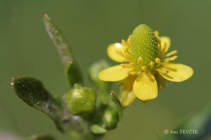 Pryskyřník lítý (Ranunculus sceleratus) Lodyha přímá, dutá, lysá, rýhovaná, bohatě větvená. Přízemní listy dlouze řapíkaté, dlanitě laločnaté, lysé.