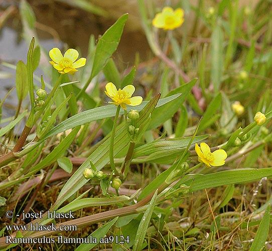 Pryskyřník plamének (Ranunculus flammula) Lodyha přímá, vystoupavá nebo poléhavá, lysá nebo řídce chlupatá, plná.