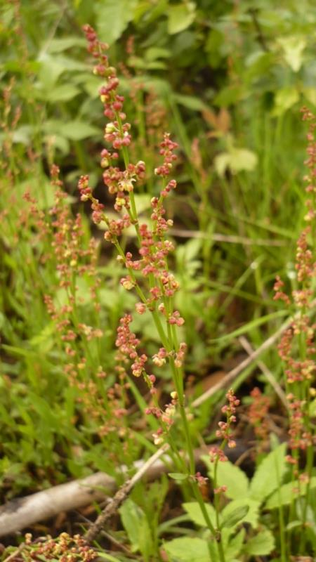 Šťovík kyselý (Rumex acetosa) Vytrvalá, dvoudomá bylina. Lodyha přímá. Listy podlouhlé, střelovité, celokrajné. Květy malé, jednopohlavní, zelené nebo do červena. Kvete v V až VII.