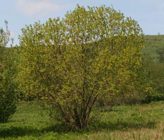 Vrba křehká (S. fragilis) Vrba pětimužná (S.