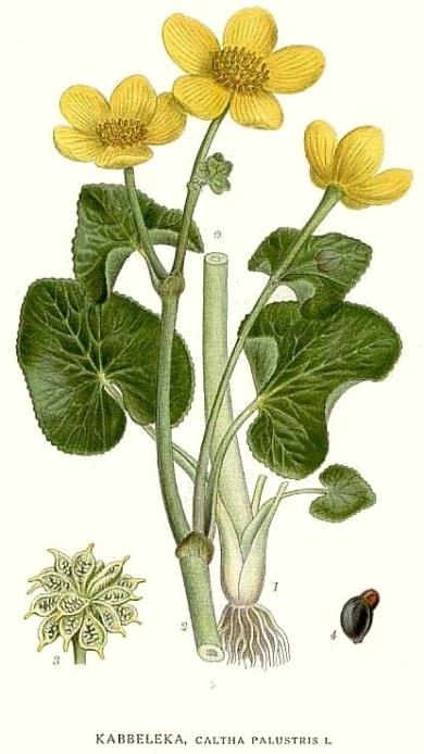 Blatouch bahenní (Caltha palustris) Vlhká a bahnitá místa, v blízkosti potoků a rybníků, močálové louky, vlhké křoviny, rákosiny, lužní lesy 10 až 60 cm dlouhá, lodyha poléhavá nebo vystoupavá,