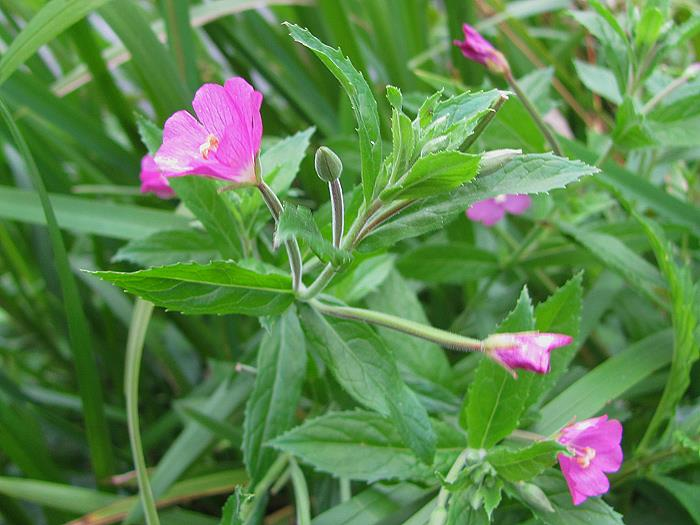 Vrbovka (Epilobium sp.) malokvětá (E. parviflorum) úzkolistá (E. angustifolium) chlupatá (E. hirsutum) Vytrvalé rostliny, které dosahují výšky několik cm až m.