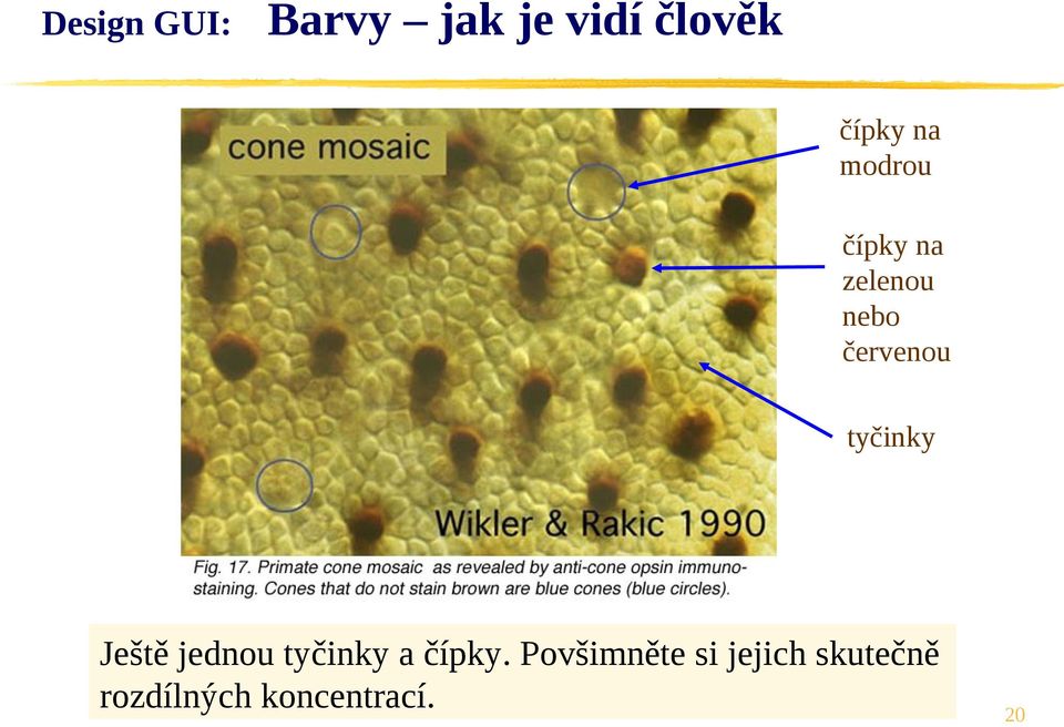 Ještě jednou tyčinky a čípky.