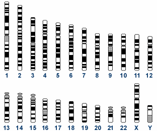 TPOX D3S1358 15/17 D3S1358 THO1 D21S11 7/9 29/31 D5S818 D8S1179 TH01 VWA D18S51 Penta E D5S818 17/18 5/13 12/13 FGA CSF1PO D7S820 D13S317 D7S820