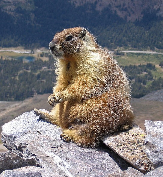 Příklad 1 Marmota himalayanus / Marmota