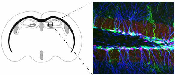 3. Neurogeneze a gliogeneze v dospělém CNS V dospělém mozku probíhá neurogeneze zejména ve dvou neurogenních oblastech, v gyru dentatu (GD) hipokampu a v subventrikulární zóně (SVZ). 3.1.