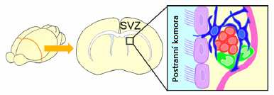 3.2. Subventrikulární zóna (SVZ) SVZ je zárodečná vrstva, která vzniká během embryonálního vývoje, a která se prostřednictvím řady změn přeměňuje do stavu, ve kterém si udržuje své neurogenní