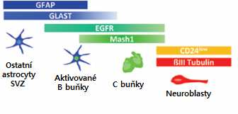 (Obr.4) (Pastrana et al., 2009). Kmenové B buňky produkují intenzivně se dělící C buňky, které generují A buňky.