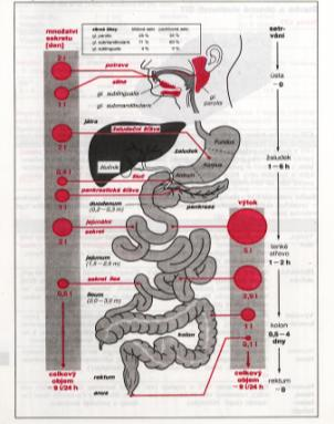 Význam: Gastrointestinální trakt 1. Příjem potravy: ţiviny, voda, minerály, vitamíny (léky) 2. Zpracování potravy: mechanické chemické (přítomnost enzymů) 3.