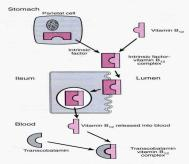 Ţaludek (gaster, ventriculus) 1. Skladování 2. Chemické a mechanické zpracování potravy chymus 3. Resorpce 4.