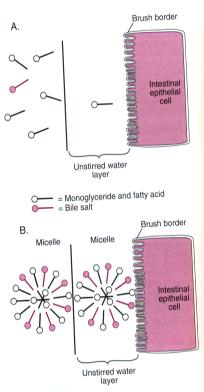 Anatomie jater a ţlučového systému - Jaterní lalůčky- trámce hepatocytů (=jaterní buňky) - hvězdicovitě uspořádané kolem centrální vény - do ní sinusoidami krev z v.