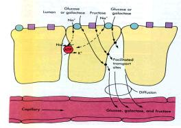 Tenké střevo sacharidy: Příjem: Polysacharidy (škrob amylopektin; dextriny (amyláza); glykogen) di- (laktoza, sacharoza) monosacharidy (glukoza, fruktoza, galaktoza) 1.