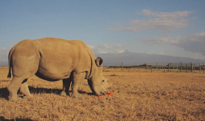 In situ a další ochranářské projekty ZOO Dvůr Králové Jan Stejskal, Michal Podhrázský Samice nosorožce tuponosého severního Fatu v rezervaci Ol Pejeta, leden 2015.