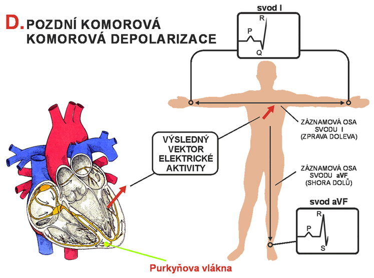 - 16 - Obrázek 6 Elektrická aktivita