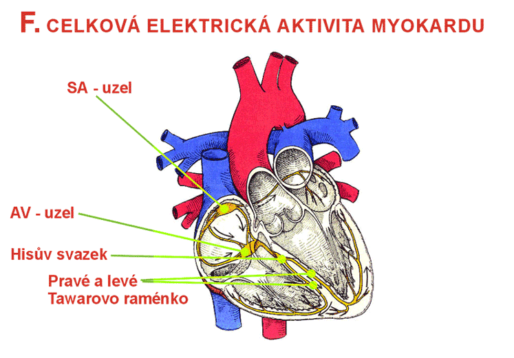 - 17 - Obrázek 8 Elektrická aktivita srdce