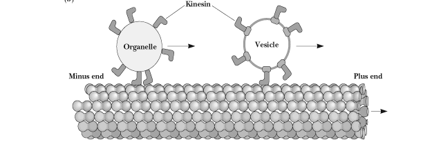 Mikrtubuly a phyb rganel v buňce Dráhy pr"mlekulární mtry" MT také umžňují phyb rganel a částic v buňce V axnech, dyneiny