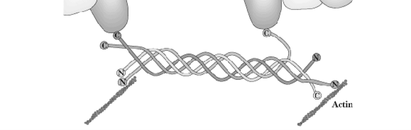 Kntrakce svalu (sliding filament mdel) http://www.seulin.c.kr/up/index-cytskeletn.