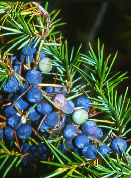 Využití: Plody jalovce jsou silně aromatické, obsahují silice s dezinfekčními účinky i další zajímavé látky.