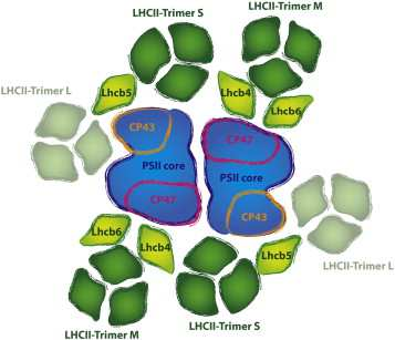 Fotoprotekce Zhášení ROS: - tvorba na PSII i PSI - blok chloroplastové translace (!) Fotoprotekce Změny na úrovni chloroplastu pomalejší: méně LHCII a LHCI ku PSII a PSI (rel.