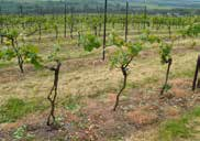 Víno Historie vinařství Němeček začala rodinným sadem v Nechranicích roku 1998. K sadu se přidaly vinice, jejichž rozloha dosáhla 2 ha.