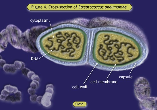 Buňky Streptococcus pneumoniae