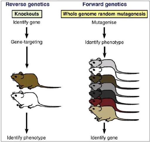 B) reverzní genetika (reverse genetics) 1. sekvence DNA 2.