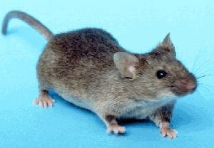 Myš domácí (laboratorní) (Mus musculus) Výhody tohoto modelového organismu: Savec z tradičních modelů nejblíže k člověku Malá velikost snadná manipulace a relativně levný chov Nejčastěji používaný