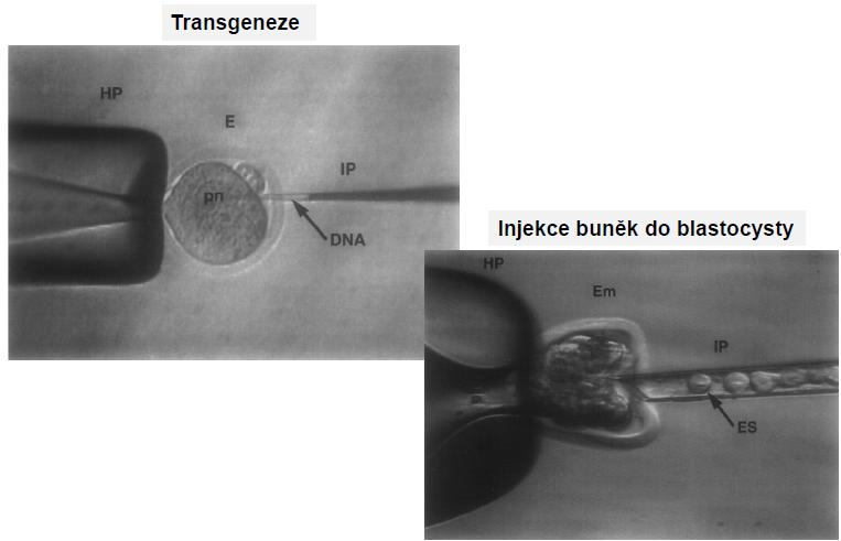 Transgenní zvířata Transgenní organismy - jejich genom obsahuje cizorodou DNA, jejíž místo integrace je NÁHODNÉ Příprava (pokusná myš) - injekce nahé DNA (konstruktu) do zygoty náhodná integrace do