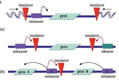 Transgenní myši Smysl pokusu - co se stane, dojde-li k expresi genu v jiné než původní tkáni nadprodukce proteinu (v původní či jiné tkáni) produkce změněného proteinu studium regulačních oblastí