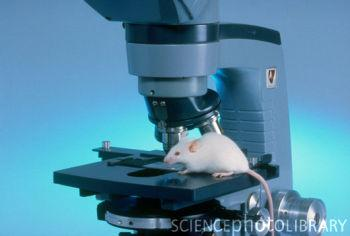 I. Myš jako laboratorní model Životní cyklus myši Gestace 19-21 dní Odstav 3-4 týdny Pohlavní dospělost 6-7