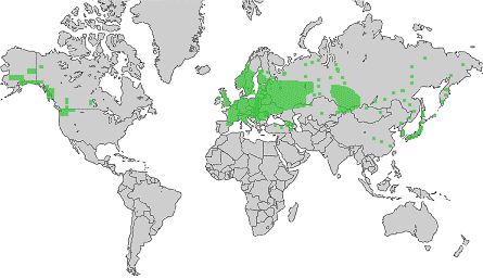 Rozšíření Druh se vykytuje v temperátní Eurasii, roste od Španělska přes celou Evropu, Sibiř až po Kamčatku a Japonsko (Hatcher 2003). Nejasný původ má I.