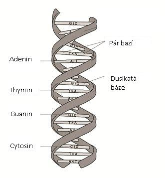 2 Bioinformatické minimum Deoxyribonukleová kyselina (DNA) představuje základní kámen v procesu přenosu genetické informace v organismech.