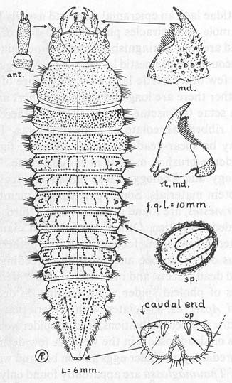 DERMESTOIDEA (často( k Bostrichoidea) - někdy zachovalé ocelli,, kyjovitá tykadla, skloněná hlava - imaga se 6 malpigickýni trubicemi - larvy s posledním článkem nesoucím m dlouhé štětinytiny (1)
