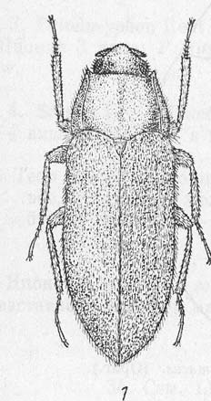 (2) DRYOPIDAE (= Parnidae) - člunkovité tělo - silně krátce ochlupené - krátk tká kyjovitá tykadla - larvy jako drátovec, sklerotizované - bez tracheáln lních žaber Biologie: od terestrických k čistě