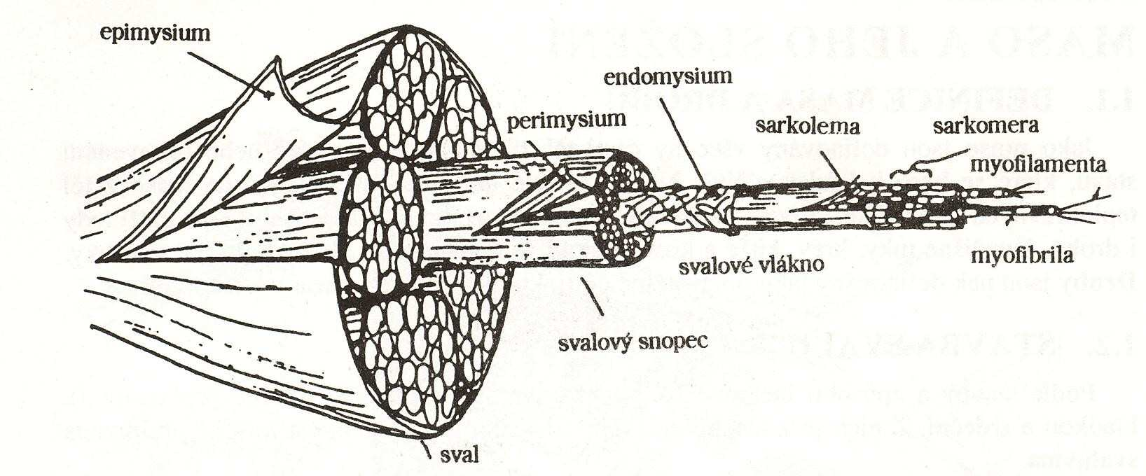 uspořádány některé dlouhé svaly, které jsou značně namáhané, a proto je jejich masitá část intramuskulárními šlachami segmentována na menší celky.