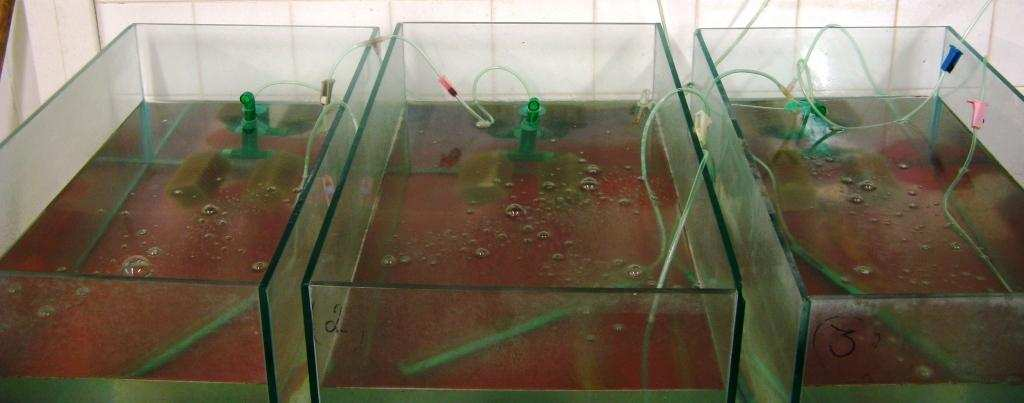 Obrázek 1: Odchovná akvária na ORH 4.3 Strategie krmení v rybničních podmínkách Na rybníček o rozloze 380 m 2 (komora 7)