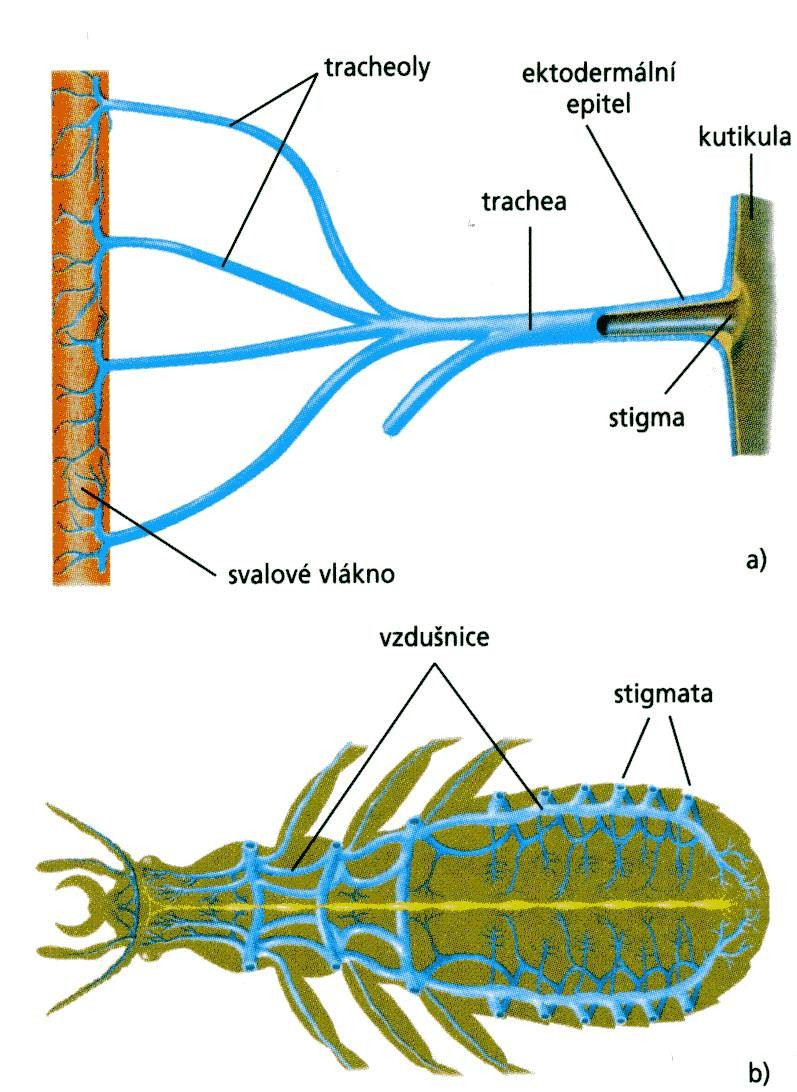 Podkmen : V Z D U Š N I C O V C I Druhově nejpočetnější skupina členovců Dýchání pomocí vzdušnic (kyslík je přiváděn přímo do