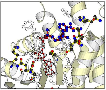Thiamin B1 kofaktor 3 mitochondriálních komplexů při oxidativní dekarboxylaci Ovlivnění aktivity PDK laktátová acidóza, B1 dependentní enzymy je kofaktor Mg (refeeding sy) obrana před oxidativním
