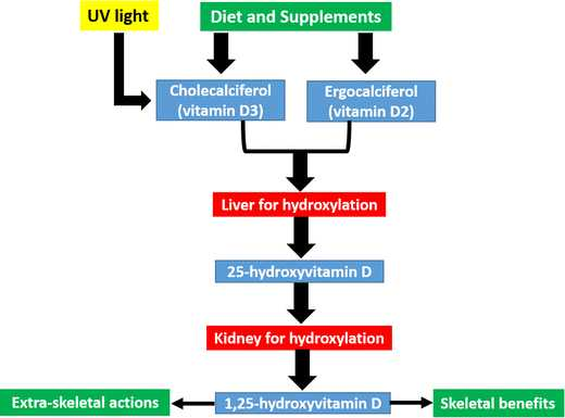 Vitamin D Pleiotropní účinky imunomodulace (TLRs, aktivace T, B lymf.), antimikrobiální efekt - indukce produkce cathelicidinu, b- defensinu, metabolizmus Ca, P.