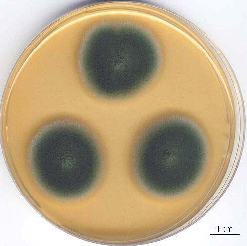 Penicillium commune kolonie, CCF 2962 CYA 7 dní, 25 C MEA 7 dní, 25 C CSA