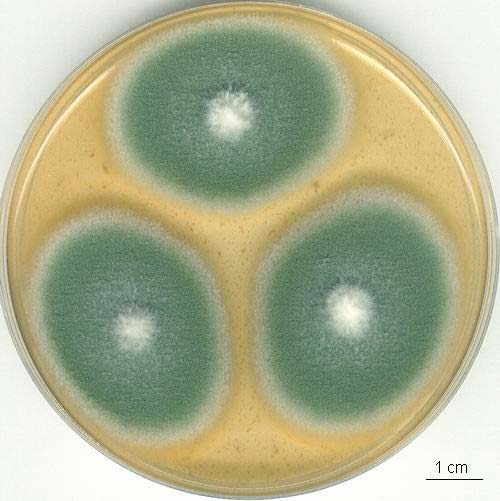 YES 7 dní, 25 C YES 7 dní, 25 C, revers NSA 7 dní, 25 C Penicillium crustosum