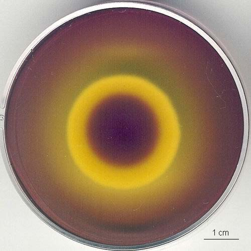 Penicillium fyziologické znaky využití CSA CSA agar s kreatinem a indikátorem ph (bromkresolový purpur), který je při výchozím ph 8 fialový Hodnocené znaky: